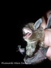 Myotis albescens