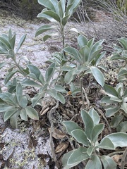 Lupinus westianus