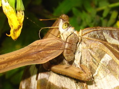 Argynnis sagana