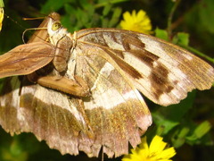 Argynnis sagana