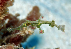 Solenostomus halimeda