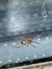 Steatoda nobilis