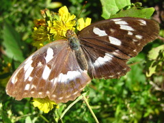 Argynnis sagana