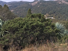 Juniperus monticola