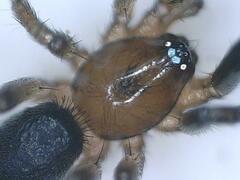 Drassyllus depressus