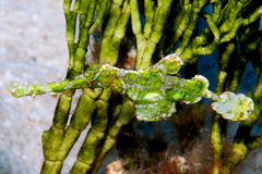 Solenostomus halimeda