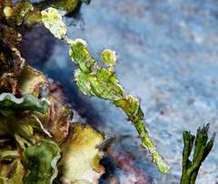 Solenostomus halimeda