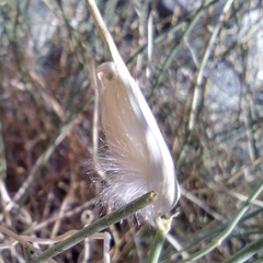 Funastrum