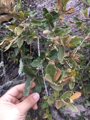Quercus microphylla