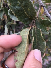 Quercus microphylla