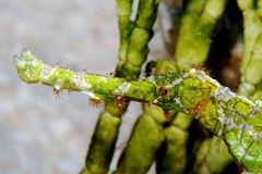 Solenostomus halimeda