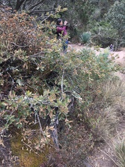 Quercus microphylla
