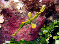 Solenostomus halimeda