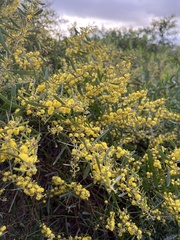 Acacia redolens