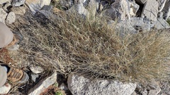 Funastrum