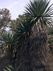 Furcraea parmentieri