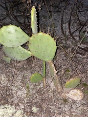 Opuntia stricta