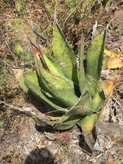 Agave salmiana crassispina