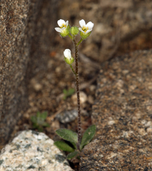 Draba californica