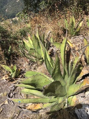 Agave salmiana crassispina