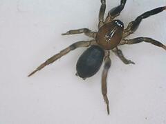 Drassyllus depressus