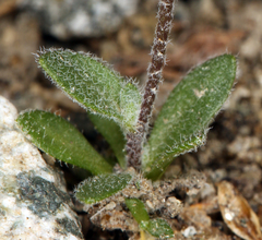 Draba californica