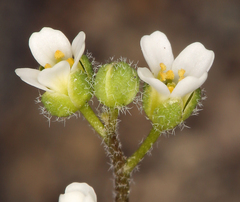 Draba californica