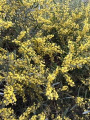 Acacia retinodes