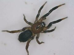 Drassyllus depressus