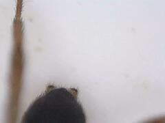 Drassyllus depressus