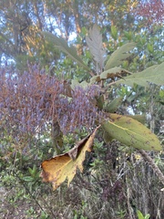 Bocconia frutescens