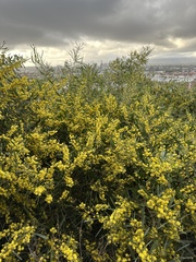 Acacia retinodes