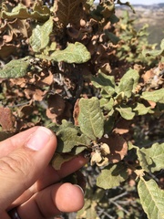 Quercus microphylla