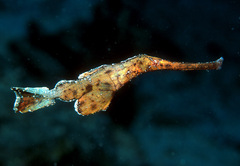 Solenostomus cyanopterus