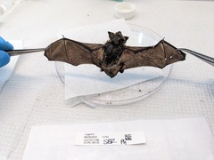 Yangochiroptera