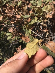 Quercus microphylla