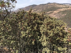 Quercus microphylla