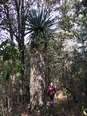 Furcraea parmentieri