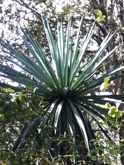 Furcraea parmentieri