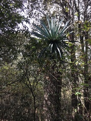 Furcraea parmentieri