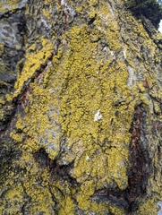 Flavoplaca