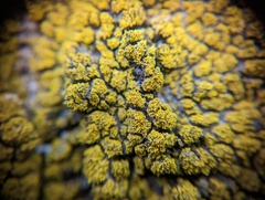 Flavoplaca