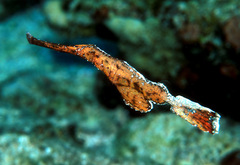 Solenostomus cyanopterus