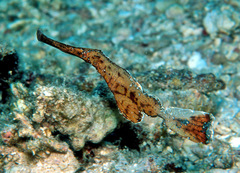 Solenostomus cyanopterus