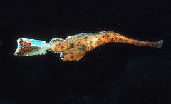 Solenostomus cyanopterus