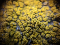 Flavoplaca