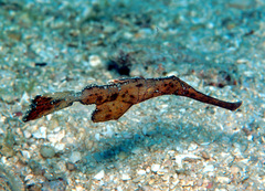 Solenostomus cyanopterus