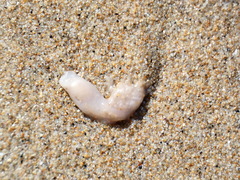 Aplidium californicum
