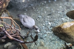 Hymenolaimus malacorhynchos