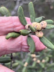 Ceanothus crassifolius